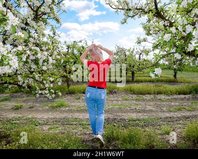 A girl in jeans and a red T-shirt is walking along a blooming apple orchard. Blooming apple orchard. Adult trees bloom in the apple orchard. Fruit gar Stock Photo