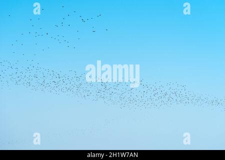 Flock of starling birds swarming at the sky, large group of animals as natural pattern Stock Photo