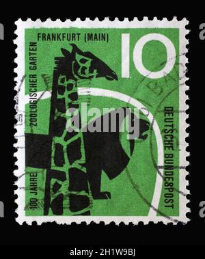 Stamp printed in Germany shows shows Giraffe and Lion, Zoo at Frankfurt on the Main, circa 1958 Stock Photo