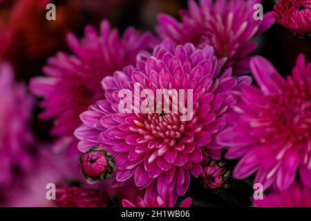 Blooming beautiful lilac chrysanthemum at the flower show. Stock Photo