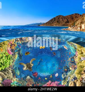 Scuba Diver over underwater canyon at blue hole at Dahab, Egypt. Collage with coral and fish Stock Photo