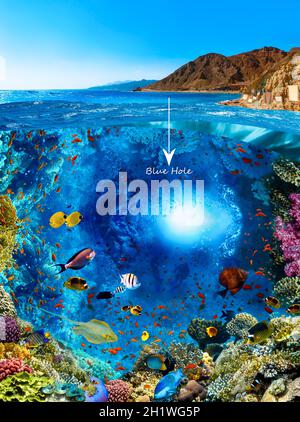 Scuba Diver over underwater canyon at blue hole at Dahab, Egypt. Collage with coral and fish Stock Photo