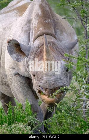 Black rhino namibia search hi-res stock photography and images - Alamy