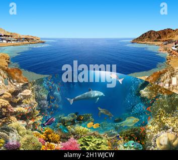 Scuba Diver over underwater canyon at blue hole at Dahab, Egypt. Collage with coral and fish Stock Photo