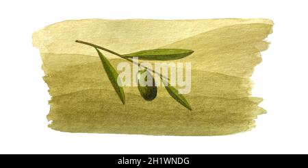 Olives branch and watercolor olive wave lines background. Vector illustration Stock Vector