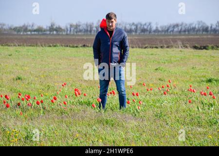 A man in a jacket on a field of tulips. Glade with tulips. Stock Photo