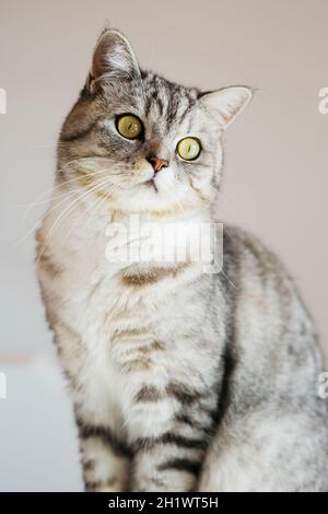Portrait of tabby cat at home sitting on white background Stock Photo