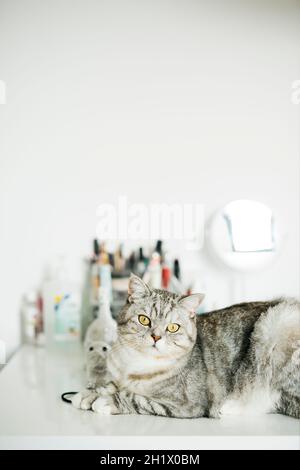 Portrait of tabby cat sitting on a white desk at home Stock Photo