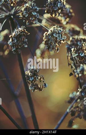 Dry inflorescences of an umbrella plant in golden sunlight on an autumn day. Dry golden umbellate plant with seeds close-upin sunshine. Vertical. Stock Photo