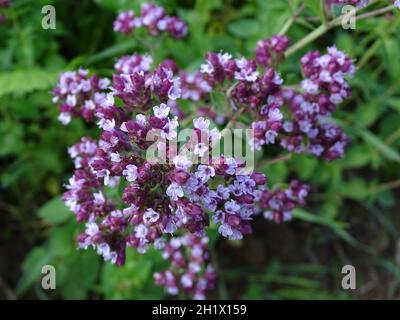 close up of the purple flowers of the herb marjoram (Origanum majorana ), in the open ground in the vegetable garden Origanum majorana Stock Photo