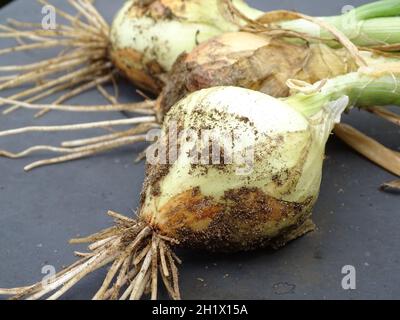 close up of three white onions, just harvested from the vegetable garden, with sand and foliage still attached, lying on a gray background Stock Photo