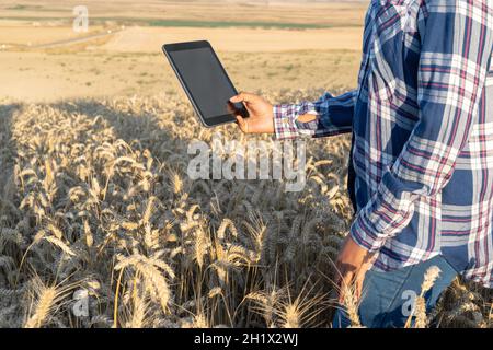 Close-up of woman hand touching tablet pc in wheat stalks. Agronomist researching wheat ears. Farmer using tablet in wheat field. Scientist working in Stock Photo