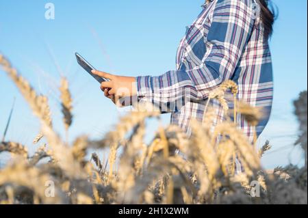 Close-up of woman hand touching tablet pc in wheat stalks. Agronomist researching wheat ears. Farmer using tablet in wheat field. Scientist working in Stock Photo