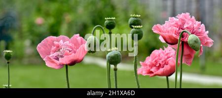 Panoramic image of Double flower headed giant poppy flowers in pink Stock Photo