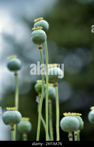 Giant Poppy seed heads with bokeh in the background, taken with a shallow depth of field Stock Photo