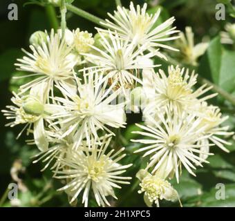 Flowers of wild clematis, traveller's joy or old man’s beard (Clematis vitalba) growing at the top of chalk cliffs near Eastbourne. Eastbourne, East S Stock Photo