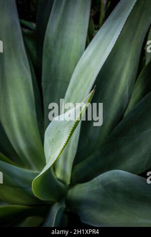 A closeup view of the edge of a leaf of an Aloe vera plant. Stock Photo