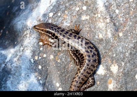 Close up photo of wild salamander standing on the rock Stock Photo
