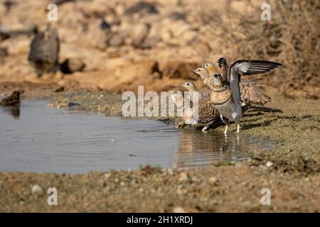 Pin-tailed sandgrouse (Pterocles alchata) Stock Photo