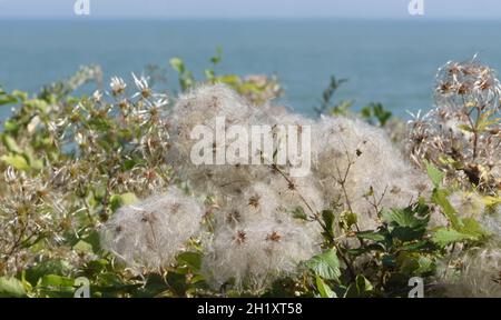 Fluffy, wind distributed seed heads of wild clematis, traveller's joy or old man’s beard (Clematis vitalba) growing at the top of chalk cliffs near Ea Stock Photo