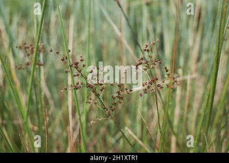 The meadow grass tall fescue (Festuca partensis) in spring. The beautiful wallpaper of Red fescue (Festuca rubra) Stock Photo