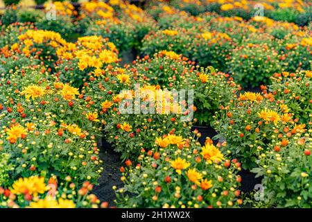 Flowers production and cultivation close up. Chrysanthemums in the plantation nursery Stock Photo