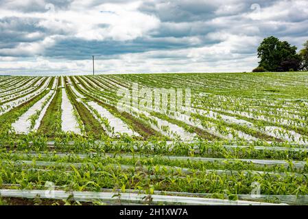 Feed maize growing under bio-degradable plastic in a field, Cumbria, UK Stock Photo