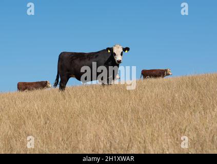 Black Baldy Is A Type Of Crossbred Beef Cattle Produced By Crossing ...