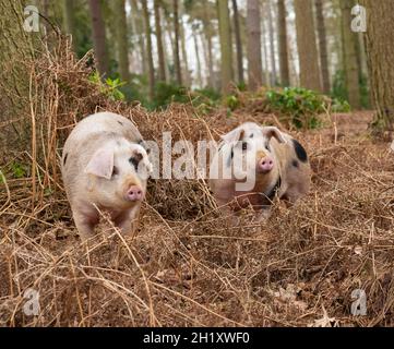 Gloucester Old Spot young boars in woodland, Yorkshire, UK Stock Photo