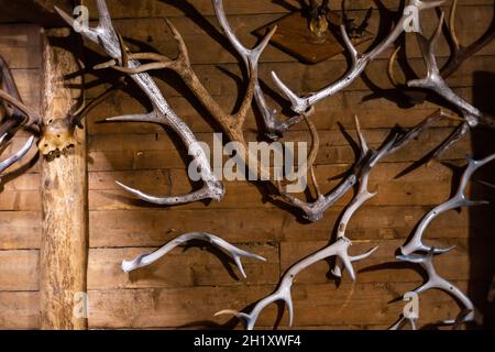 Deer head trophy collection on a wall. Stock Photo