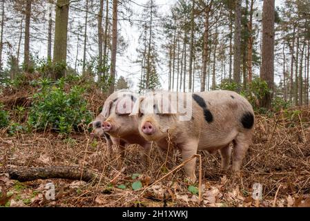 Gloucester Old Spot young boars in woodland, Yorkshire, UK Stock Photo