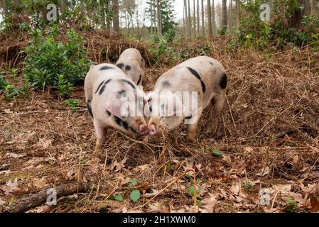 Gloucester Old Spot young boars in woodland, Yorkshire, UK Stock Photo