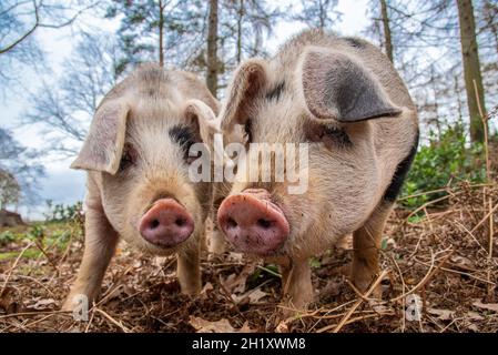 Gloucester Old Spot young boars in woodland, Yorkshire, UK Stock Photo