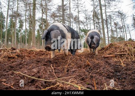 Saddleback sows in woodland, Yorkshire, UK Stock Photo