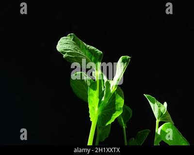 young seedlings of the sugar snap peas ( Pisum sativum var. marcrocarpon.), in the sunlight with a black background Stock Photo