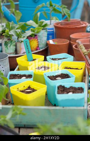 Sowing courgette seed in pots. Sowing courgettes by placing each seed on its side edge individually in a pot. UK Stock Photo