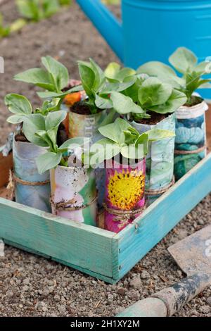 Planting out young broad bean plants started off in homemade paper pots in a vegetable plot in spring. Vicia faba 'Bunyards Exhibition' UK Stock Photo