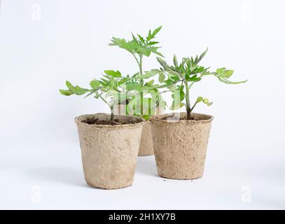 Tomato seedlings in biodegradable pots isolated on white background. UK Stock Photo