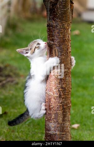 The cat climbed shop up the tree