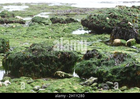 Algae and seaweed Stock Photo