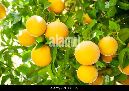 Yellow ripe grapefruit on a tree branch in the orchard. Stock Photo