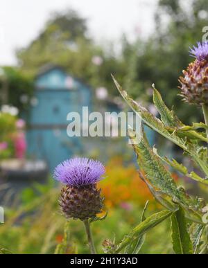 Globe Artichoke growing in an allotment Stock Photo