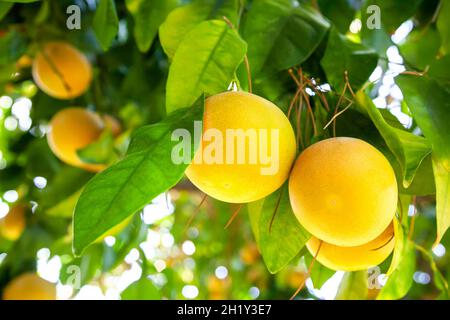 Yellow ripe grapefruit on a tree branch in the orchard. Stock Photo