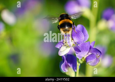 Buff-tailed bumblebee on purple flower in the meadow, Bombus terrestris bumblebee Stock Photo