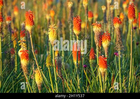 Red hot pokers or torch lilies plants in the garden Stock Photo