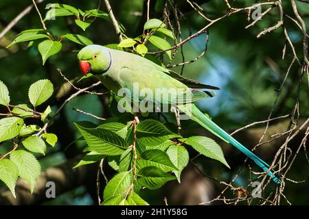 Rose-ringed parakeet perching on a tree Stock Photo