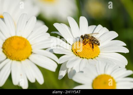 Honey bee collecting pollen on a wildflower Stock Photo
