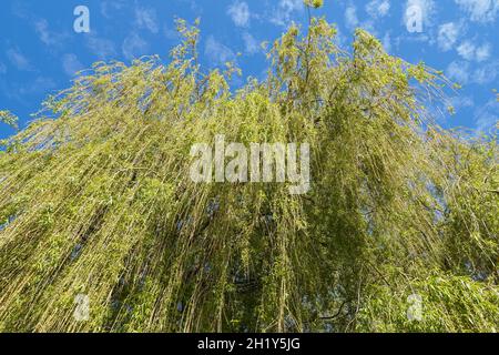 Weeping willow tree in spring Stock Photo