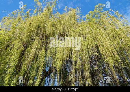 Weeping willow tree in spring Stock Photo