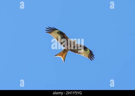 Red kite flying on a clear blue sky Stock Photo